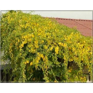 Smaugikas ( lot.Celastrus orbiculatus) Hercules (vyriška)