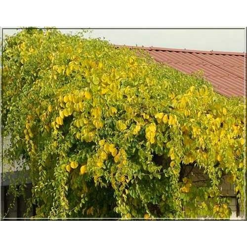 Smaugikas ( lot.Celastrus orbiculatus) Diana (moteriška)