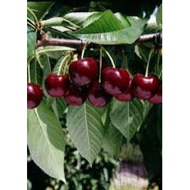 Trešnė ( lot.Prunus avium ) Celeste Trešnė ( lot.Prunus avium ) Celeste