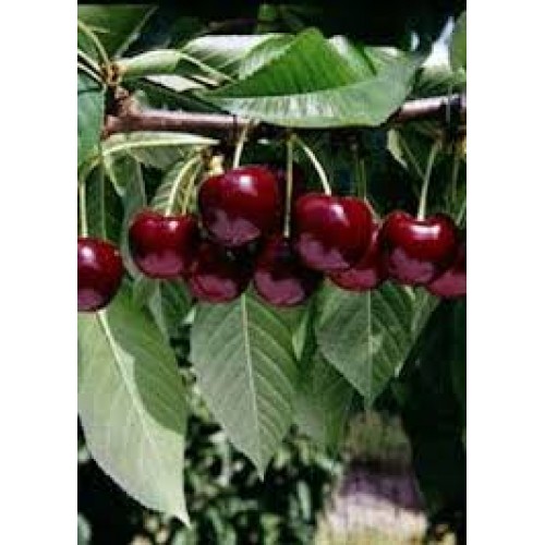 Trešnė ( lot.Prunus avium ) Celeste