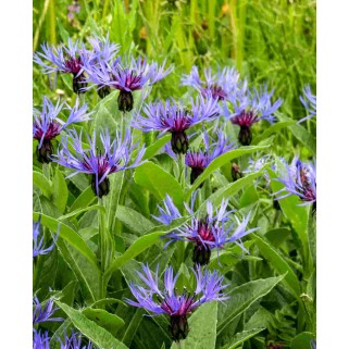 Kalninė bajorė (lot. Centhaurea montana)