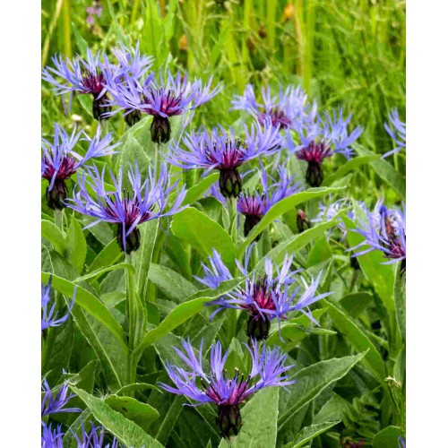 Kalninė bajorė (lot. Centhaurea montana)