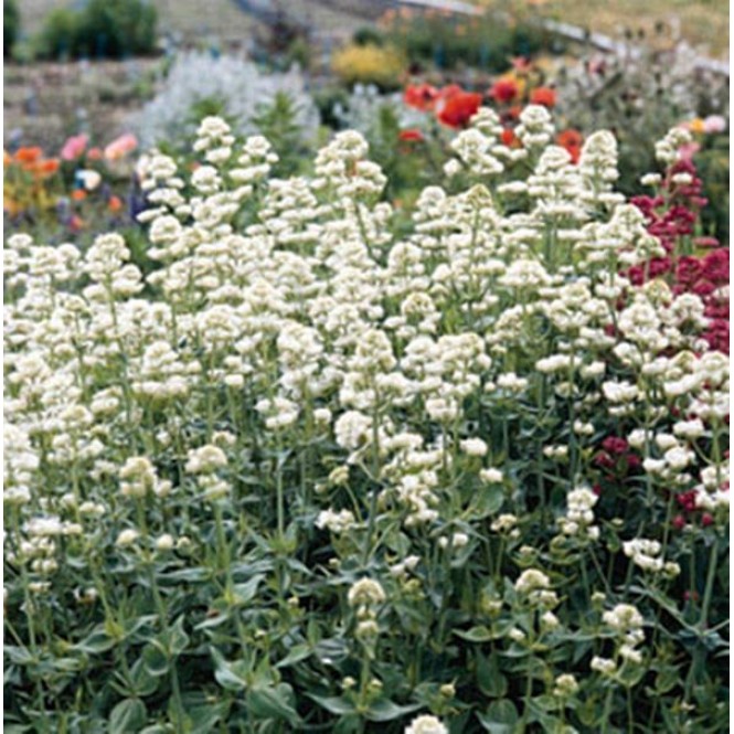 Viduvis  ( lot. Centranthus ruber) Albus