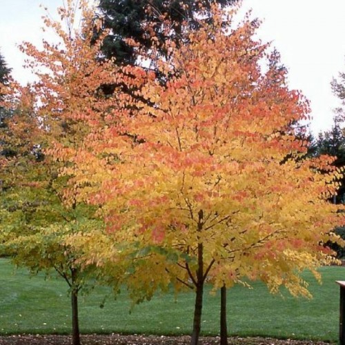 Japoninis puošmedis ( lot. Cercidiphyllum japonicum) 