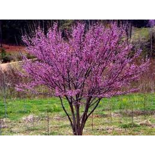 Cersis kanadinis ( lot. Cercis canadensis)