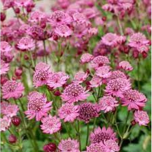 Astrancija didžioji ( lot. Astrantia major) Cerise Button