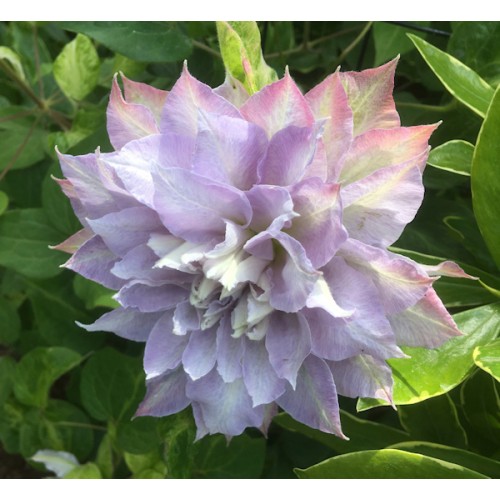 Raganė ( lot.Clematis)  Chalcedony