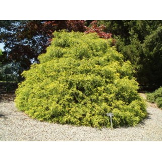 Puskiparisis žirniavaisis ( lot. Chamaecyparis pisifera)  Sungold