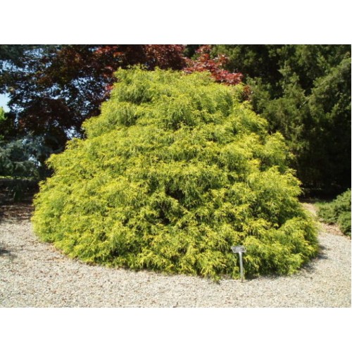 Puskiparisis žirniavaisis ( lot. Chamaecyparis pisifera)  Sungold