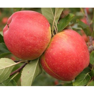 Obelis ( lot. Malus domestica) Champion