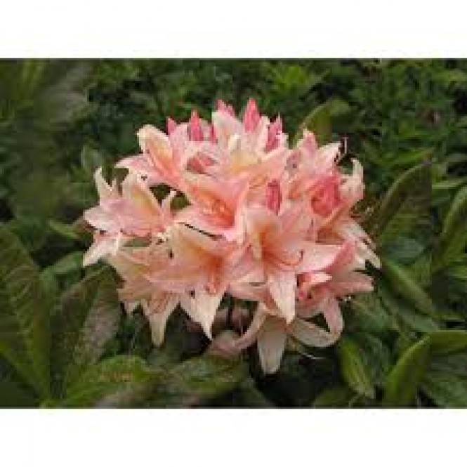 Azalija didžiažiedė  ( lot. Azalea deciduous)  Chanel