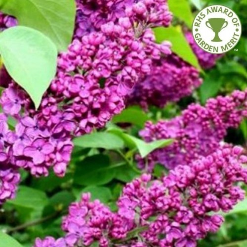 Alyva  ( lot.Syringa  vulgaris) Charles Joly