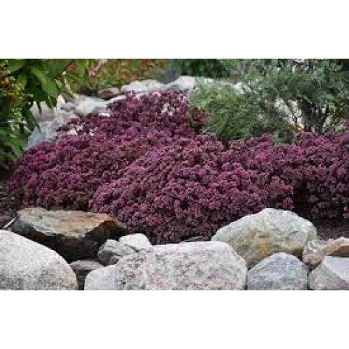 Šilokas  ( lot. Sedum hybrid) Sunsparkler Cherry Tart