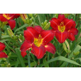 Viendienė  (lot.Hemerocallis )  Chicago Apache