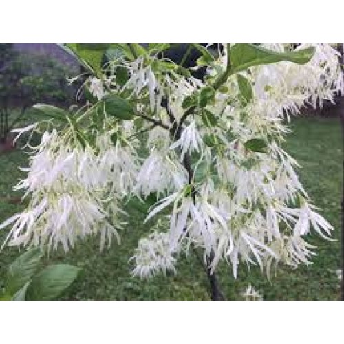 Sniegmedis ( lot, Chionanthus virginicus)