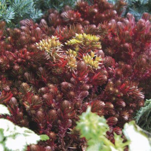 Šilokas  ( lot. Sedum hakonense) Chocolate Ball