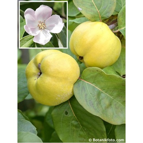 Cidonija obuolinė ( Cydonia)