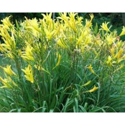 Viendienė citrininė (lot.Hemerocallis citrina)