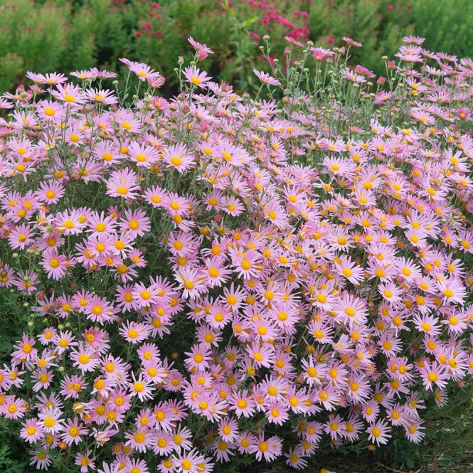Chrizantema daugiamete (lot. Chrysanthemum ) Clara Curtis