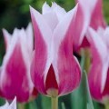 Tulpės Claudia 50 vnt vazone