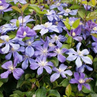 Raganė ( lot.Clematis integrifolia ) Arabella
