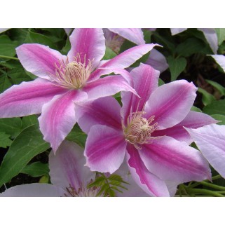 Raganė ( lot.Clematis) Doctor Ruppel