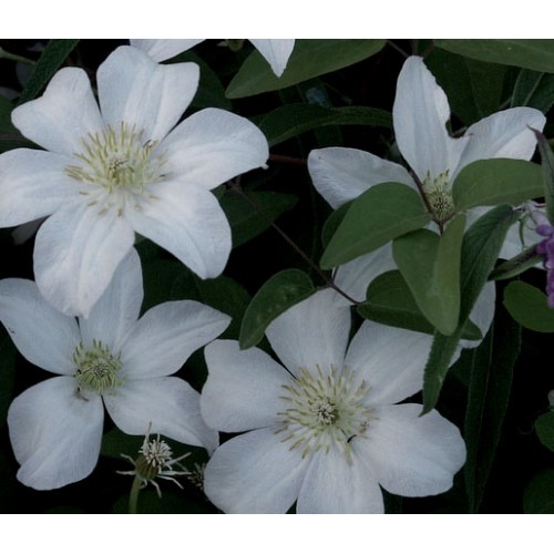 Raganė ( lot.Clematis )  Huldine