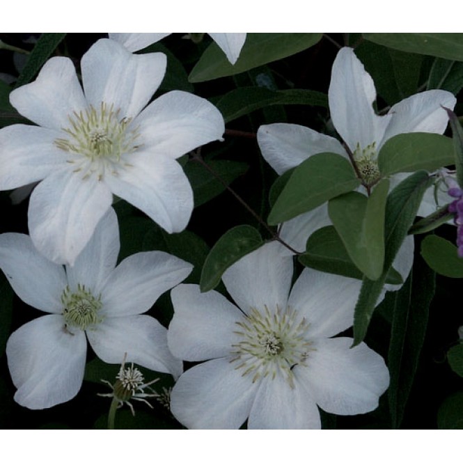 Raganė ( lot.Clematis )  Huldine