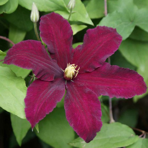 Raganė ( lot.Clematis) Niobe