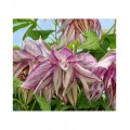 Raganė ( lot.Clematis atragene)  Pink Surprise