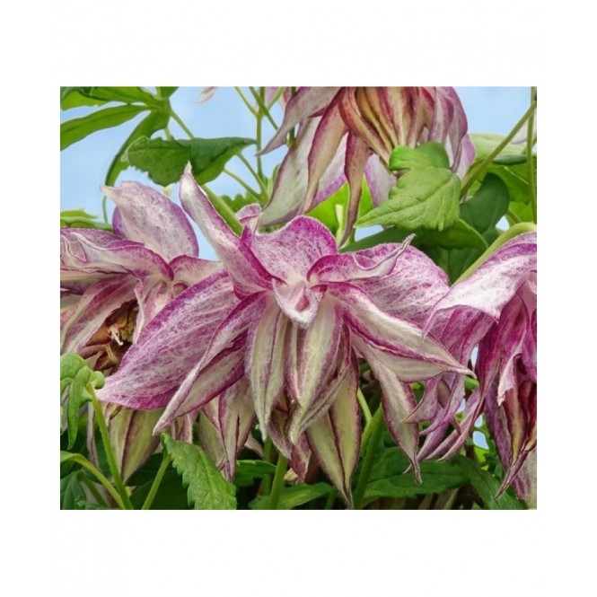 Raganė ( lot.Clematis atragene)  Pink Surprise