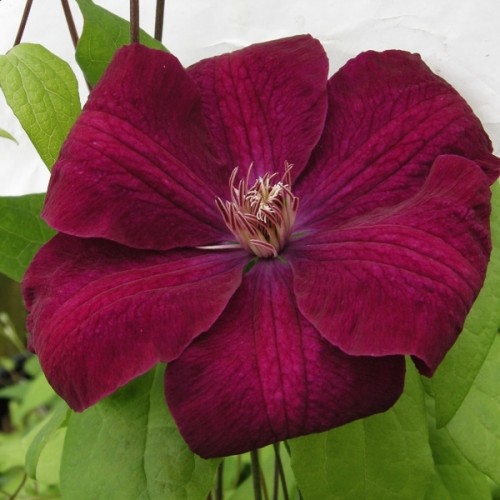 Raganė ( lot.Clematis) Rouge Cardinal