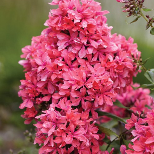Flioksas ( Phlox paniculata)  Cleopatra