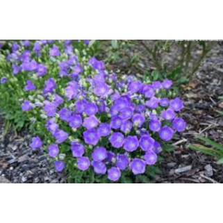 Katilėlis karpatinis (lot. Campanula carpatica) Blue Clips
