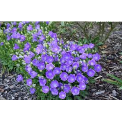Katilėlis karpatinis (lot. Campanula carpatica) Blue Clips