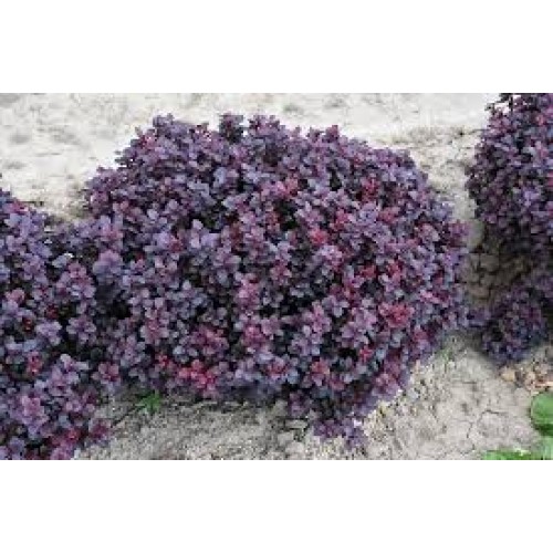 Raugerškis tunbergo ( lot. Berberis thunbergii) Concorde