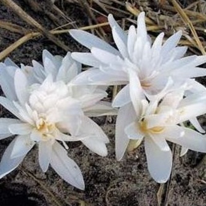 Krokai rudeniniai- vėlyviai  puošnieji (lot. Colchicum) Alboplenum