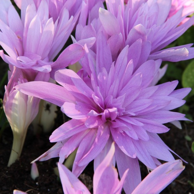 Krokai rudeniniai- vėlyviai  puošnieji (lot. Colchicum)  Waterlily