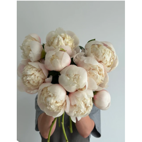 Bijūnas  (lot. peonia hybrid) Colonel Owen Cousins  2026 ruduo