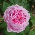 Rožė ( lot. Rosa ) Comte de Chambord 
