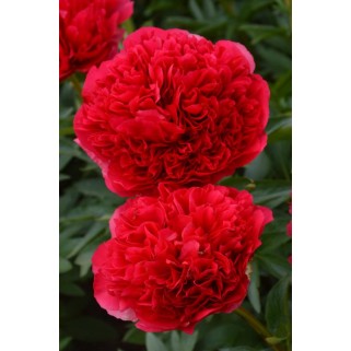 Bijūnas puikusis ( lot. peonia lactiflora) Command Performance 2026 ruduo
