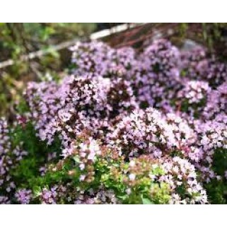 Raudonėlis ( lot. Origanum vulgare) Compactum