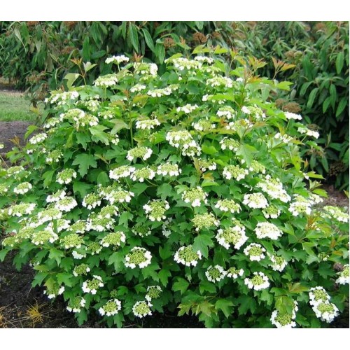 Putinas paprastasis (lot. Viburnum  opulus) Compactum