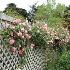 Rožė vijoklinė ( lot. Rosa )  Compassion