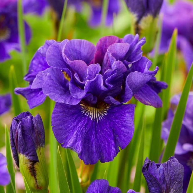 Vilkdalgis sibirinis  (lot. Iris sibirica ) Concord Crush