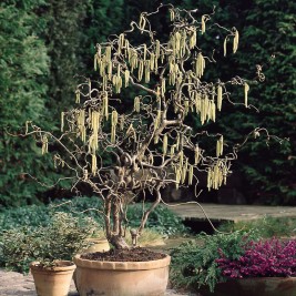 Lazdynas paprastasis ( lot. Corylus avellana) Medusa