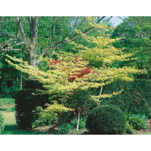 Sedula grakščioji (Cornus contraversa) Candlelight