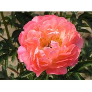 Bijūnas puikusis ( lot. peonia lactiflora) Coral Sunset, 2026 ruduo