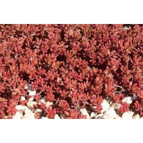 Šilokas ( lot. Sedum album) Coral Carpet
