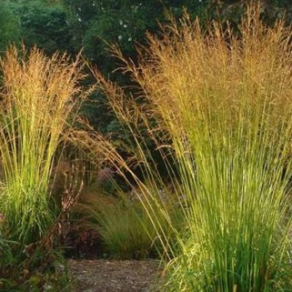 Melvenė nendrinė ( lot. Molinia arundinacea) Cordoba